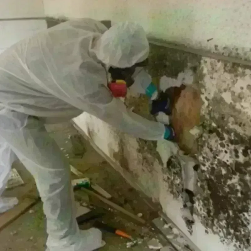 Mold Remediation and Removal in Menomonee Falls, WI